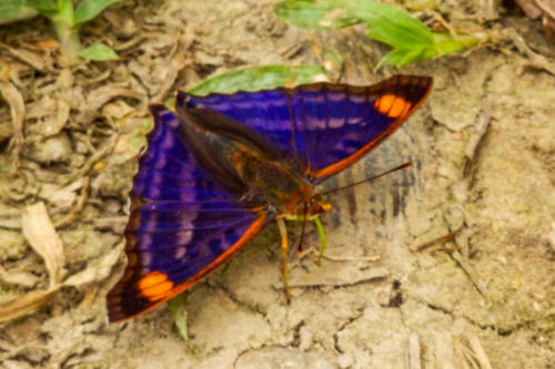 Pérou, Amazonie - la forêt. Papillon Doxocopa agathina