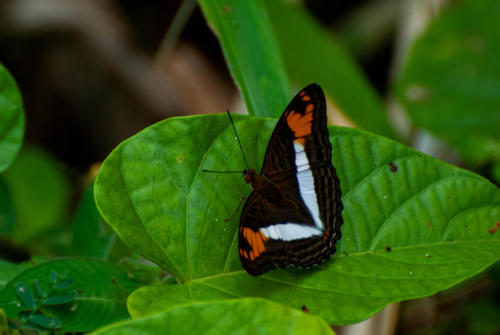Pérou, Amazonie - la forêt. Papillon Adelpha malea goyama