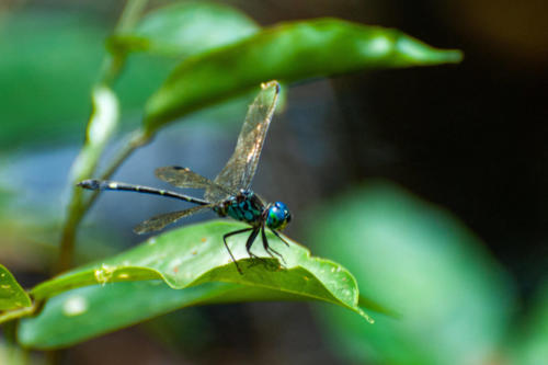 Pérou, Amazonie - la forêt. Libellule blue-eyed darner (Aeshna multicolor, syn. Rhionaeschna multicolor)