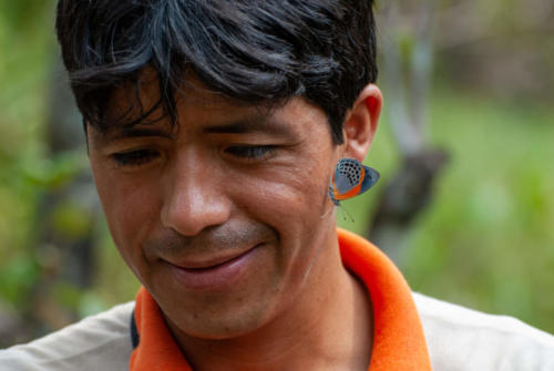 Pérou, Amazonie - la forêt. papillon buvant la sueur de notre guide