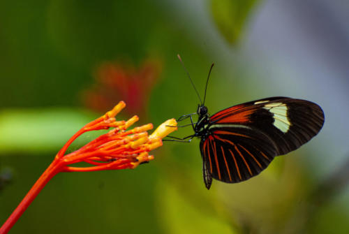 Pérou, Amazonie - la forêt. Papillon Heliconius burneyi