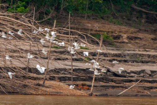 Pérou, Amazonie -Hérons garde-boeufs sur les berges du Rio Madre de Dios
