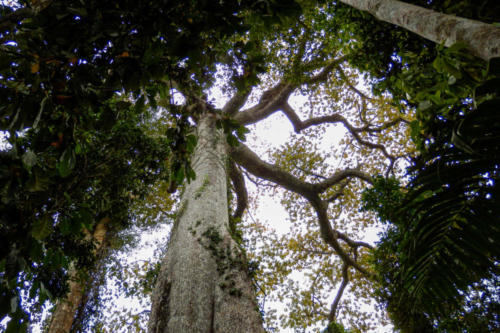 Pérou, Amazonie - la forêt.