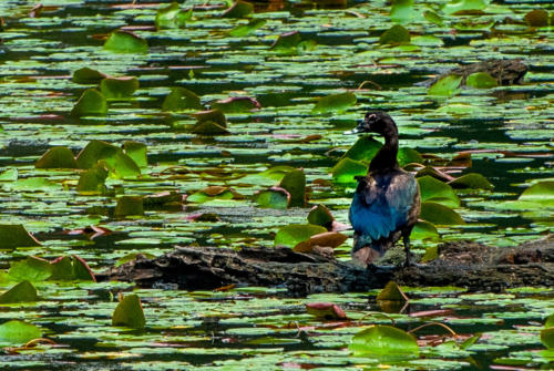 Pérou, Amazonie - la forêt. Canard musqué Cairina moschata - Muscovy Duck