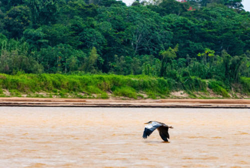 Pérou, Amazonie - Ile aux singes, héron cendré