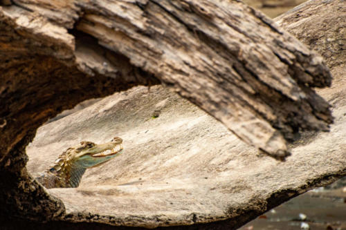 Pérou, Amazonie - Crocodile sur un arbre le long du Rio Madre