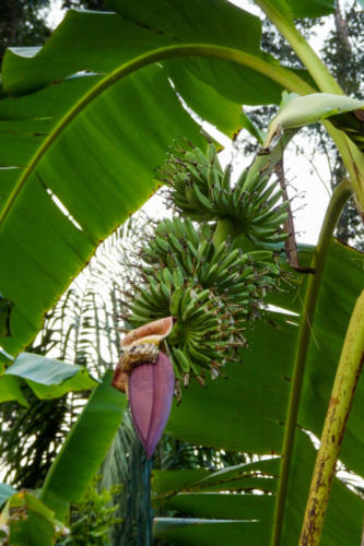 Pérou, Amazonie - Notre lodge, régime et fleur de Bananier