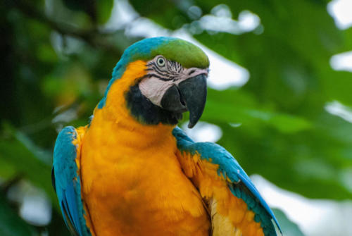Pérou, Amazonie - Notre lodge, Ara bleu