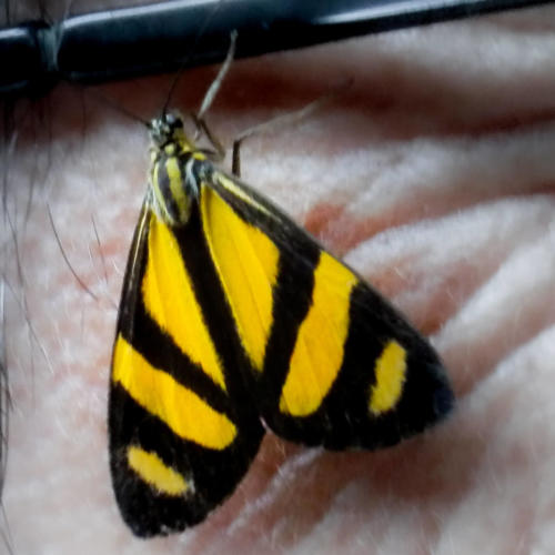 Pérou, Rio Madre - petit papillon (Viviennea Moma Moth ?)