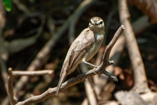 Pérou, Rio Madre - Gobemouche sombre Muscicapa adusta - African Dusky Flycatcher