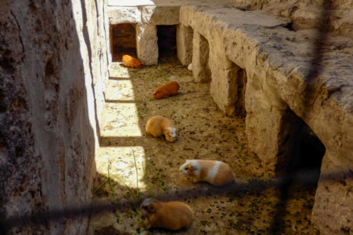 Pérou, Arequipa - couvent Santa Catalina, cochons d'inde