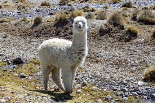 Pérou - réserve nationale des Salinas et Aguada Blanca, lamas