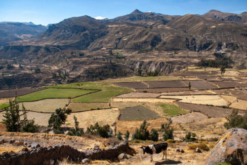 Pérou, Cabanaconde - paysages