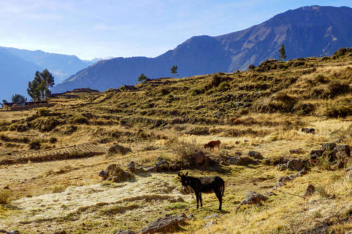 Pérou-Descente vers Cabaconde, âne