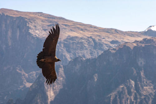 Pérou, Chivay, Croix du Condor - vol du Condor des Andes