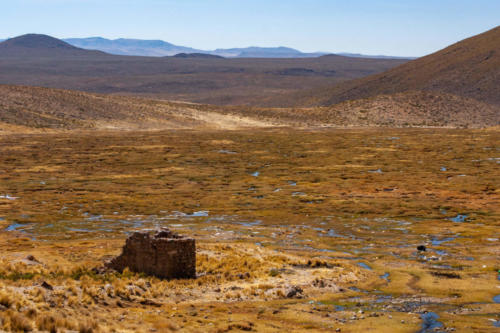 Pérou - réserve nationale des Salinas et Aguada Blanca