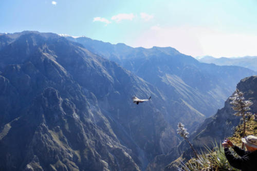 Pérou, Chivay, Croix du Condor - vol du Condor des Andes dans son décor