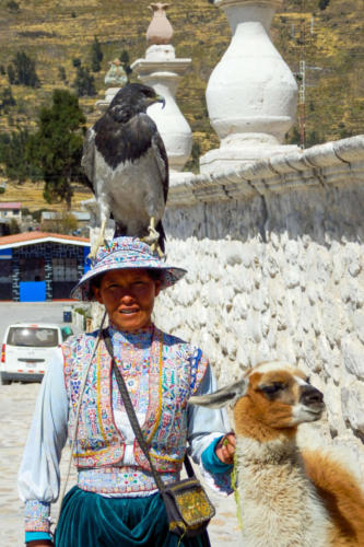 Pérou, Chivay -Péruvienne en habits traditionnels avec son lama et une buse Aguia 