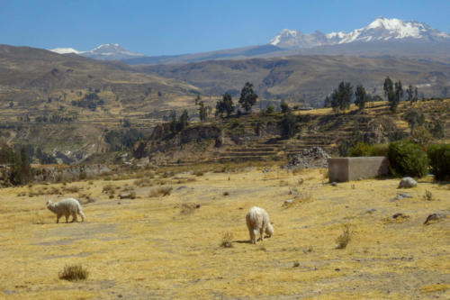 Pérou, Chivay - alpagas derrière notre Hôtel à Yanque