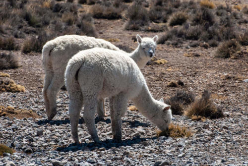 Pérou - réserve nationale des Salinas et Aguada Blanca, lamas