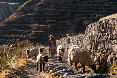 Pérou, Chivay - la vie au village de Yanque, moutons