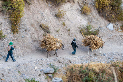 Pérou, Chivay - la vie au village de Yanque, ânes