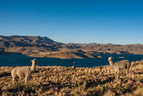 Pérou, hauts-plateaux de Chivay à Puno, arrêt au lac Lagunillas