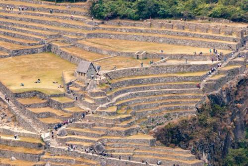 Pérou, Machu Picchu -  Terrasses de cultures