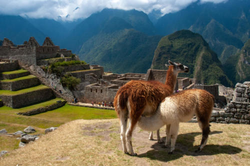 Pérou, Machu Picchu - Lamas du Machu Picchu