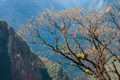 Pérou, Machu Picchu -  Arbre et plantes épiphytes