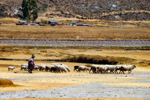 Pérou, de Puno à Cuzco - berger et ses moutons