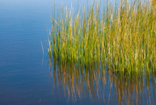Pérou, lac Titicaca - Totoras et reflets