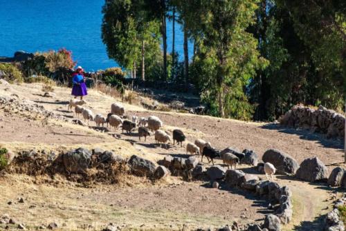 Pérou, lac Titicaca -Ile Taquile, moutons et leur bergère