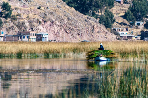 Pérou, lac Titicaca - Ramassage des roseaux (tortoras)