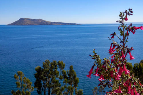 Pérou, lac Titicaca -Ile Taquile, fleur nationale, Cantua Buxifolia