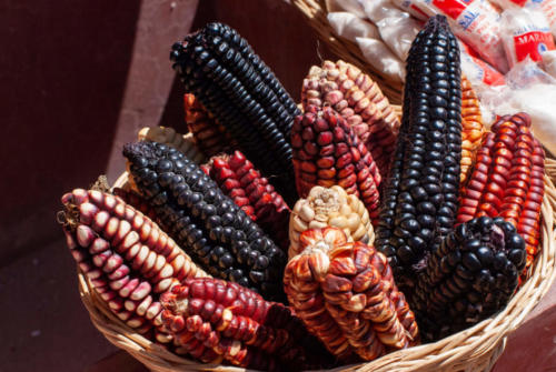 Pérou, Vallée sacrée - Chinchero, toutes les couleurs du maïs