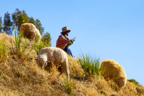 Pérou, Vallée sacrée - Chinchero, bergère et ses moutons