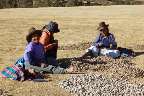 Pérou, Vallée sacrée - Chinchero, épluchage des pommes de terre et bavardage