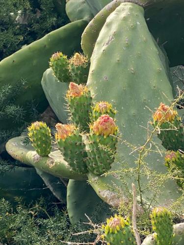 Sicile-Trapani, les salines, cactus
