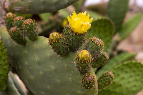 Sicile - Selinonte, cactus en fleur