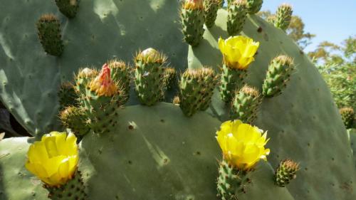 Sicile-Segeste, cactus en fleurs
