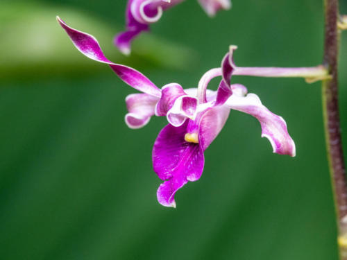 Singapour - Botanic Garden et son jardin des orchidées