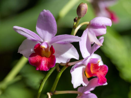 Singpaour - Botanic Garden, jardin des orchidées