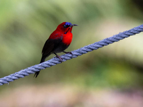 Oiseaux de Singapour - Souimanga siparaja Aethopyga siparaja - Crimson Sunbird