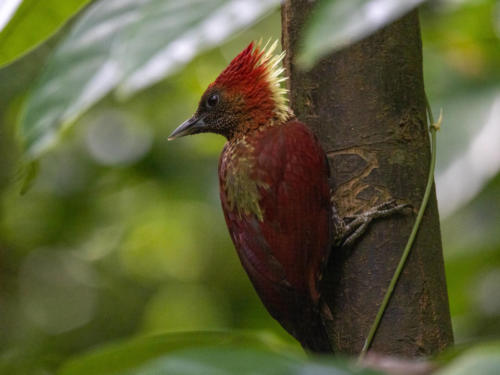 Oiseaux de Singapour - Pic minium Chrysophlegma miniaceum - Banded Woodpecker