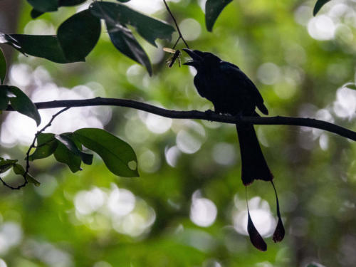 Oiseaux de Singapour - Drongo à raquettes Dicrurus paradiseus - Greater Racket-tailed Drongo