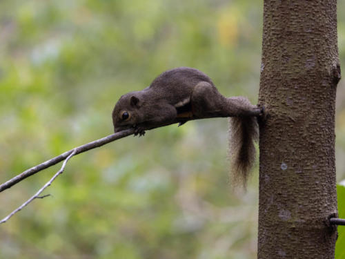 Ecureuil Plantain - Callosciurus notatus - Plantain Squirrel - vu au Jardin Botanique de SingapourB