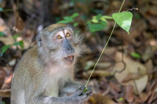 Macaque crabier ou Macaque à longue queue - Macaca fascicularis - Crab-eating macaqueor Long-tailed macaque - vu à Bukit Timah Singapour