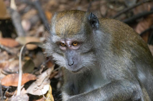 Singapour - la jungle à Butik Timah , macaque crabier