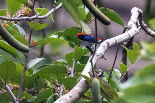 Oiseaux de Singapour - Dicée à dos rouge Dicaeum cruentatum - Scarlet-backed Flowerpecker